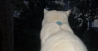 marie pet sitter à TOULOUSE 31400_2