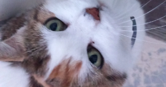 margot pet sitter à VENISSIEUX 69200_1