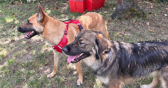 mathilde pet sitter à CERGY 95800_2