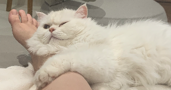 hortense pet sitter à TOULOUSE 31000_0