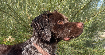 sarah pet sitter à VONNAS 01540_1