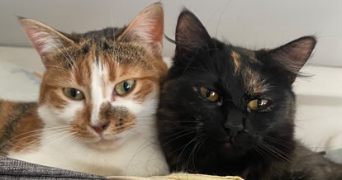 estelle pet sitter à LOOS 59120_3