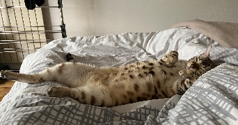 léa pet sitter à PARIS 09 75009_2