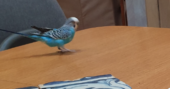 jérômine pet sitter à VANVES 92170_6