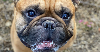 alexane pet sitter à VERNEUIL SUR SEINE 78480_3