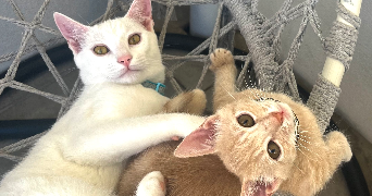elisa pet sitter à MONTPELLIER 34070_1