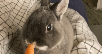 pia pet sitter à MONTREUIL 93100_2