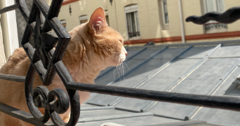 marine pet sitter à LEVALLOIS PERRET 92300_10