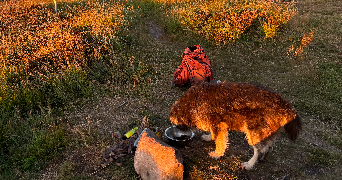 coline pet sitter à NANCY 54000_2