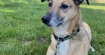 maëlys pet sitter à EPINAY SOUS SENART 91860_1