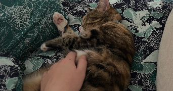 cassandre pet sitter à SAUMUR 49400_0