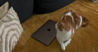 taïna pet sitter à NANCY 54000_2