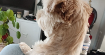 cloé pet sitter à LORIENT 56100_3