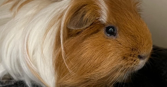 anais pet sitter à LES PENNES MIRABEAU 13170_3