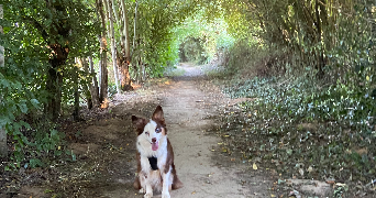 sarah dog sitter à ANGERS 49100_6