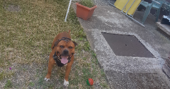 angela pet sitter à STRASBOURG 67200_14