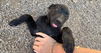 amaya pet sitter à TEYRAN 34820_1