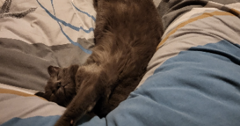 sandra pet sitter à BRINDAS 69126_1
