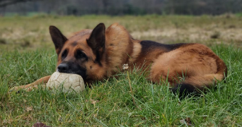 timothée pet sitter à Laillé  35890_2