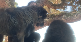 rachel pet sitter à CASTRES GIRONDE 33640_1