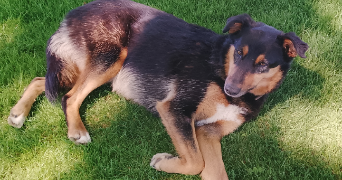 eloise pet sitter à MONISTROL SUR LOIRE 43120_0