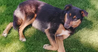 eloise pet sitter à MONISTROL SUR LOIRE 43120
