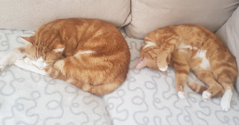 steeven pet sitter à LENS 62300_2