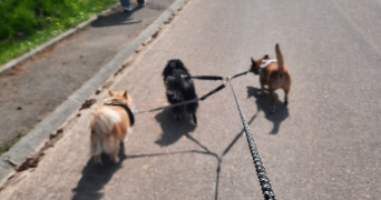 severine pet sitter à CLASVILLE 76450_4