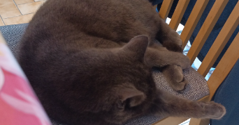 satine pet sitter à Hattstatt 25000_1