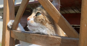 eva pet sitter à VILLENEUVE SUR YONNE 89500_0