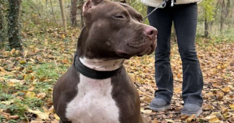 lola pet sitter à PARIS 15 75015_4