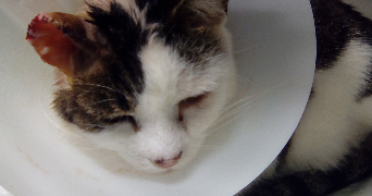 emilie pet sitter à ANGERS 49000_5