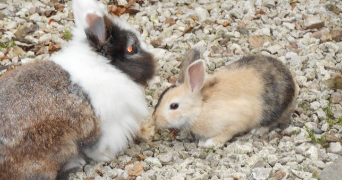 juliette pet sitter à TOURS 37100_2