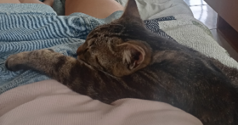 julie pet sitter à Nogent-sur-Oise 60180_4