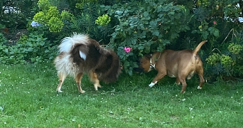 jade pet sitter à PARIS 20 75020_3