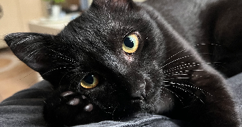 lucie pet sitter à TOULOUSE 31300_2