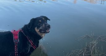 aline pet sitter à CHAMBERY 73000_1