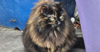 nora pet sitter à PARIS 14 75014_4