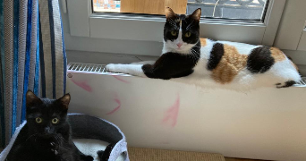 alice pet sitter à PARIS 05 75005_2