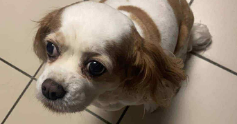 daisy pet sitter à DUNKERQUE 59140_3