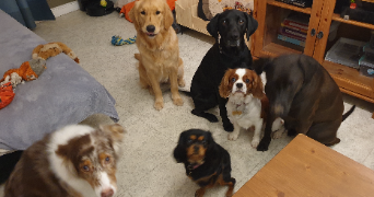 Audrey pet sitter à VILLEURBANNE 69100_9