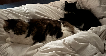 elise pet sitter à PARIS 07 75007_2