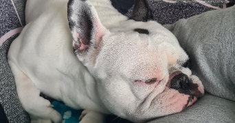méghane pet sitter à Roissy-en-Brie 77680_2
