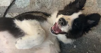 océane dog sitter à FREJUS 83600