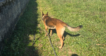 ambre pet sitter à PUSIGNAN 69330_5