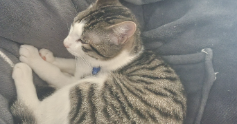 cynthia pet sitter à BRUZ 35170_3