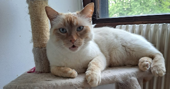 Veronique pet sitter à Vaux-le-Pénil 77000_7