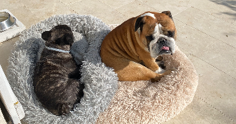 elisa pet sitter à ST MESMES 77410_1