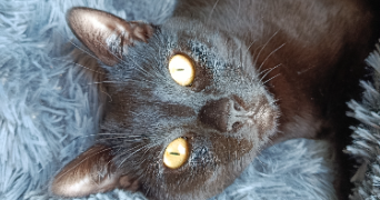 Marine pet sitter à Mont-Saint-Aignan 76130_8