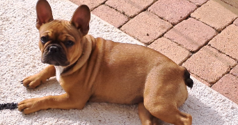 jean pierre pet sitter à PIBRAC 31820_9